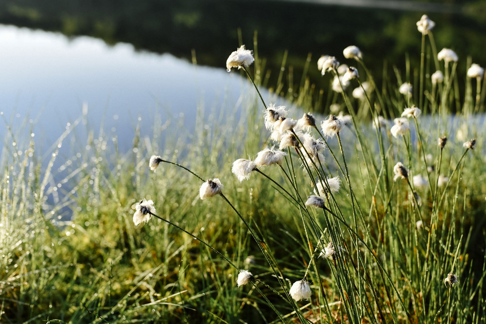 ワタスゲと池塘