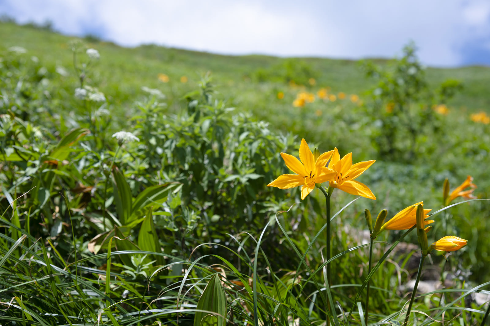 ニッコウキスゲ